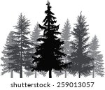 illustration with fir trees...