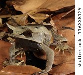 megophrys leaf frog