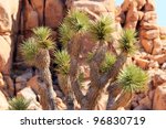 joshua tree big rocks yucca...