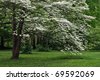 White+flowering+dogwood+tree+facts