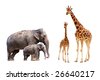 Small+african+mammals