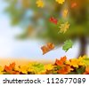 stock photo : autumn leaves