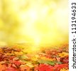 stock photo : autumn background