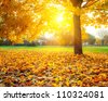 stock photo : Colorful foliage in the autumn park