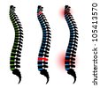 Human Spine Vector