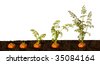 carrot growth stages