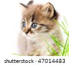 stock photo : beautiful kitty
