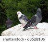 stock photo : Pigeons sit on the stone, sunny shot