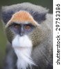 Debrazza Guenon