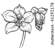 Drawn Orchid