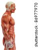 Human Body Anatomy - Man And Woman Stock Photo 11476681 : Shutterstock