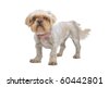 Shih+tzu+mixed+with+pekingese