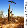 desert bald eagle