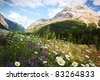 Field+of+daisies+background