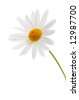 Daisy+flower+white+background