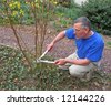 Variegated+dogwood+shrub+pruning