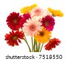 Colorful+daisies+background