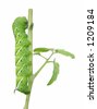 stock-photo-tomato-hornworm-eating-a-garden-tomato-plant-1209184.jpg