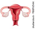 stock photo : Section View of Female Reproductive System. Rasterized Version