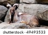 Himalayan Markhor