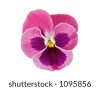 Pink Pansy Flower