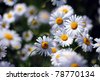 Field+of+daisies+background