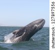 A gray whale breaches for fun in a sanctuary lagoon in Baja, Mexico