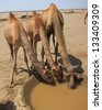 In the desert of Ethiopia three camels drink from a water well while resting from their caravan