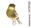 فتح نفس ههه صور كناري Stock-photo-gloster-corona-canary-serinus-canaria-on-its-perch-in-front-of-a-white-background-26759530