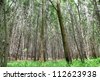 stock-photo-the-acacia-auriculiformis-cunn-forest-in-thailand-for-background-use-112623938.jpg