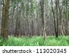 stock-photo-the-acacia-auriculiformis-cunn-forest-in-thailand-for-background-use-113020345.jpg