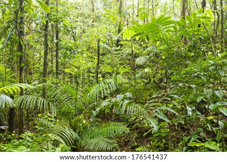 Scene Looking Straight Into Dense Tropical Stock Photo 79385203 ...