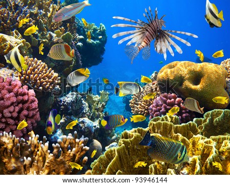 Coral Reef Black Feather Star School Stock Photo 138839870 - Shutterstock