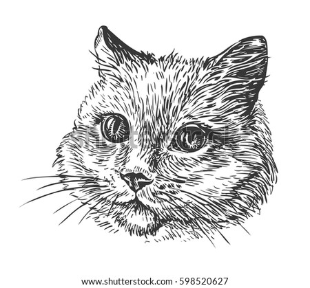 Head Cat Draw Illustration Stock Illustration 295913993 - Shutterstock