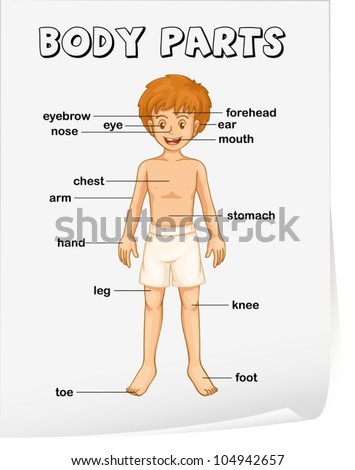 3d Render Boy Showing Parts Body Stock Illustration 149905061 ...