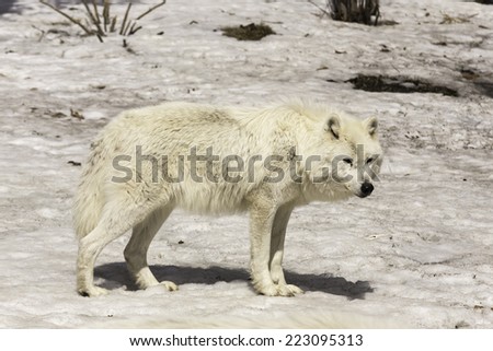 Black Wolf Female Stock Photo 451732540 - Shutterstock