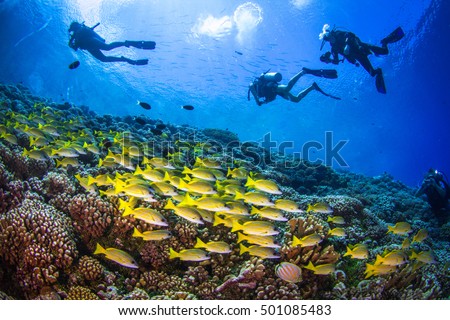 Big school of Yellowfin goatfishes (Mulloidichthys vanicolensis) above the coral reef of Fakarava, with silhouettes of divers on the blue. French Polynesia.