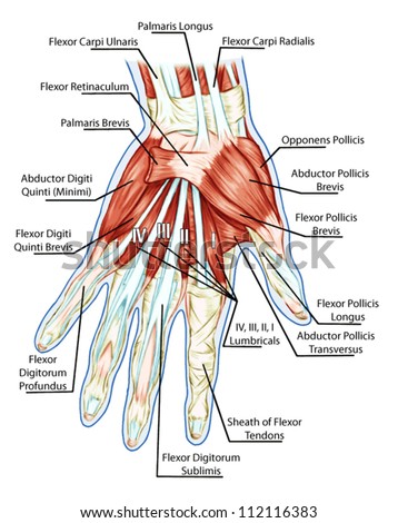 Anatomy Male Muscular System Posterior Anterior Stock Vector 109588457 ...