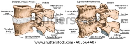 Third Fourth Lumbar Vertebrae Lumbar Vertebra Stock Illustration ...