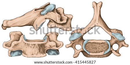 Cervical Spine Both Vertebral Arteries Transverse Stock Illustration
