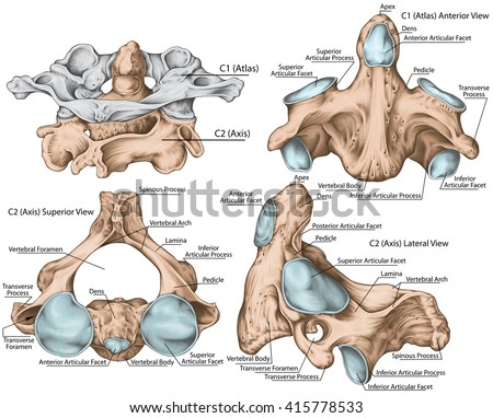 Second Lumbar Vertebra Lumbar Vertebrae Vertebral Stock Illustration