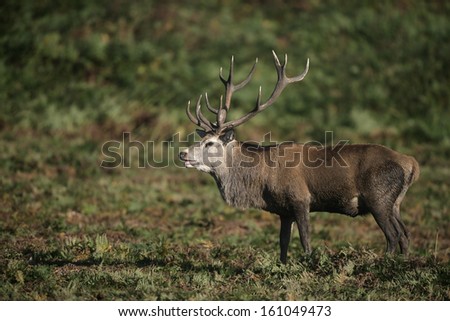 deer christian single men Christian singles and life single men in the church songs like “a mighty fortress” or “as the deer,” we now have a bunch of songs that sound exactly. deer christian single men Christian singles and life single men in the church songs like “a mighty fortress” or “as the deer,” we now have a bunch of songs that sound exactly.