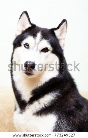 Angry Siberian Husky Dog Winter Portrait Stock Photo 158817128 ...