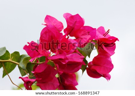 bougainvillea flowers - stock photo
