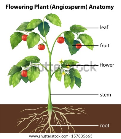 Illustration Showing Parts Tomato Plant Stock Vector 212615491