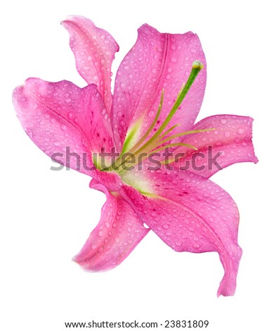 Lily Flower Stock Photo 5364325 - Shutterstock
