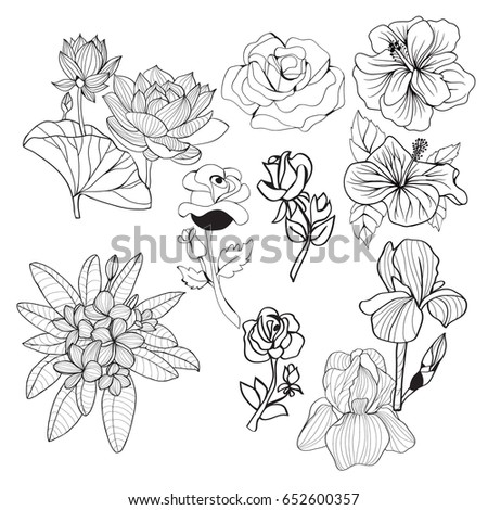 Set Black Flower Design Elements Isolated Stock Vector 103685336 ...