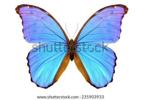 Black Blue Butterfly Morpho Didius Isolated Stock Photo 70629403 ...