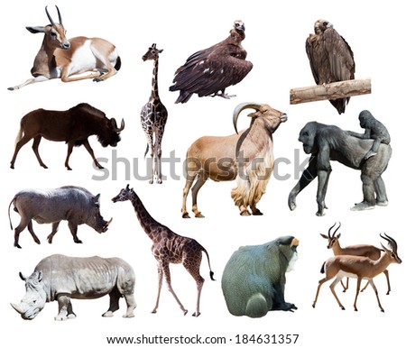 Set Different Farm Animals Vector Illustration Stock Vector 156056522 ...