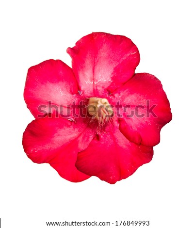 Colored Pencils Hand Drawing Beautiful Hibiscus Stock Vector 281745044 ...